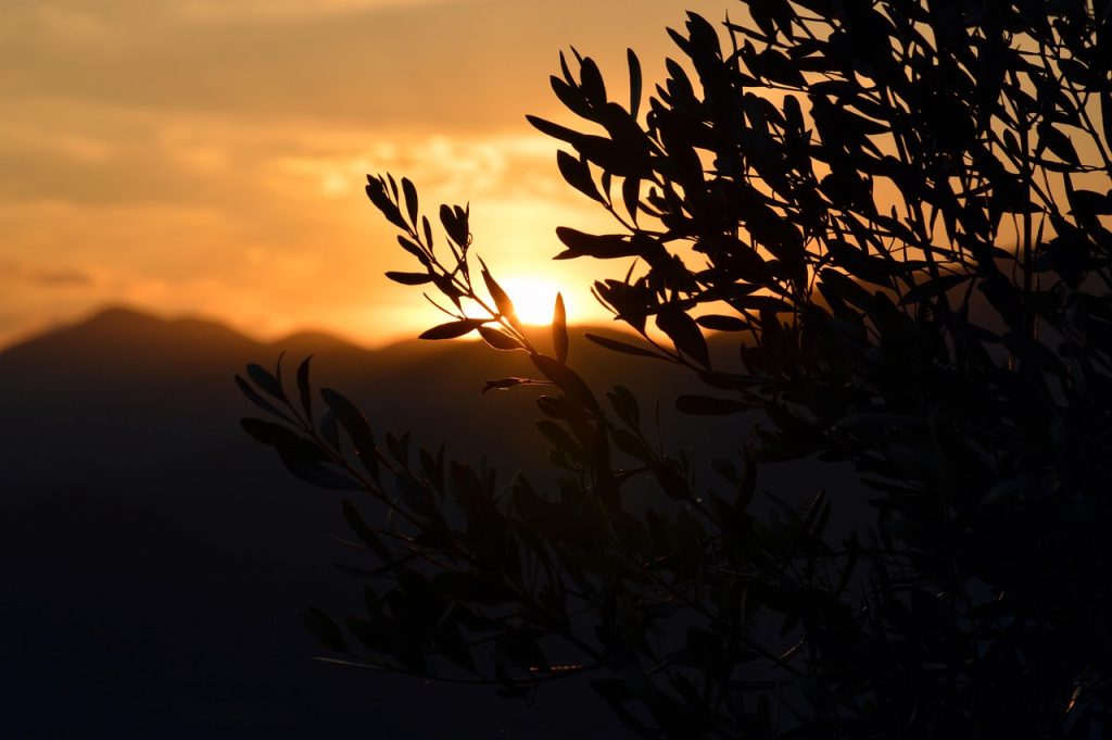 sunset, olivo, agriculture, olive, olives, nature, summer, country, romantic, panorama, field, green, backlight, italy, olive tree, sun, oil, olive tree, olive tree, olive tree, olive tree, olive tree